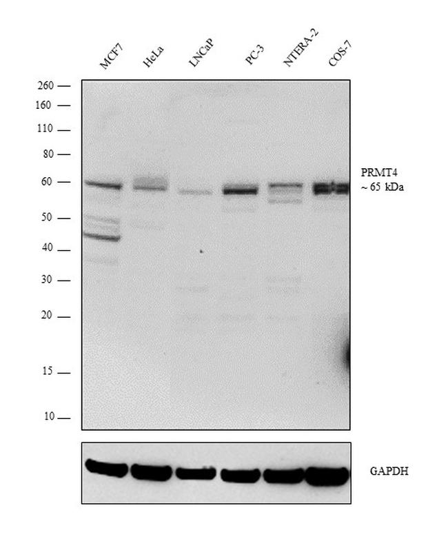 PRMT4 Antibody in Western Blot (WB)