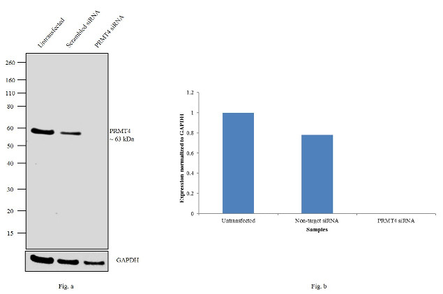 PRMT4 Antibody