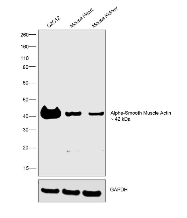 Alpha-Smooth Muscle Actin Antibody in Western Blot (WB)