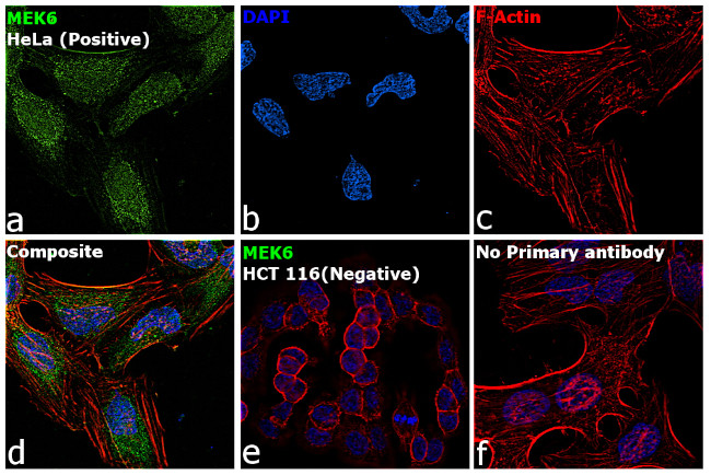 MEK6 Antibody