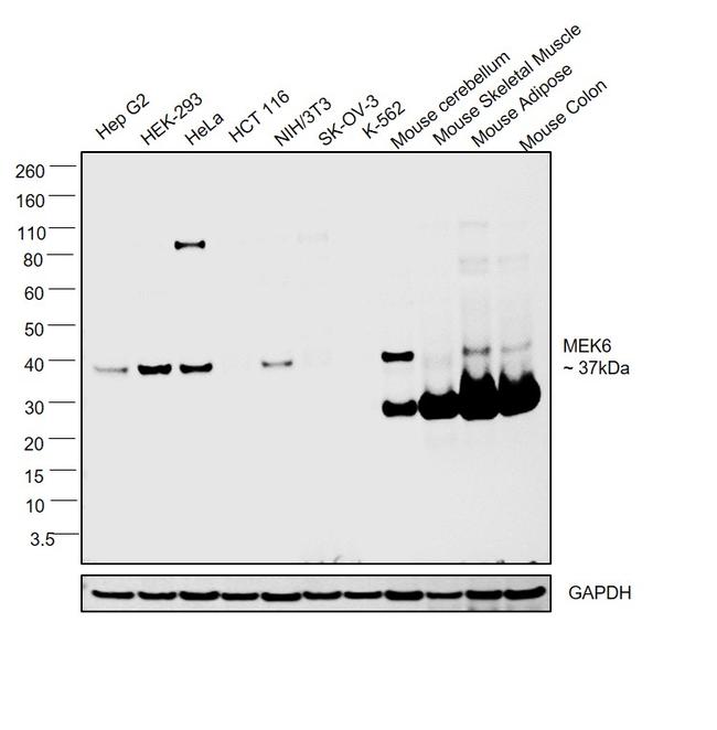 MEK6 Antibody in Western Blot (WB)