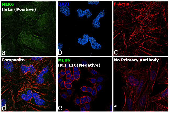 MEK6 Antibody