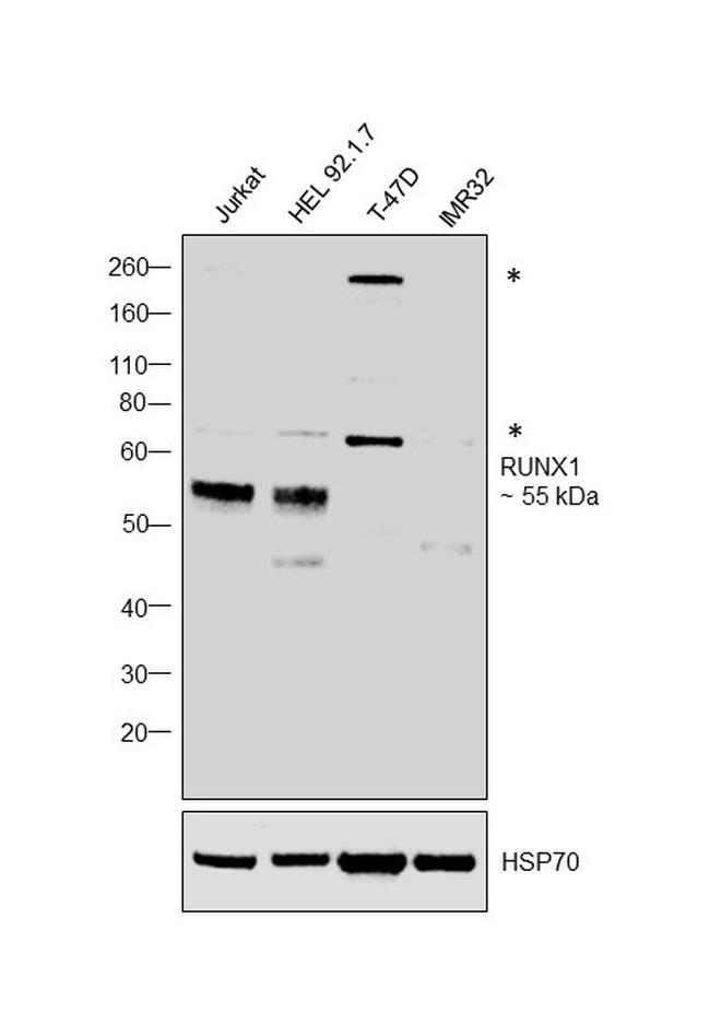 RUNX1 Antibody in Western Blot (WB)