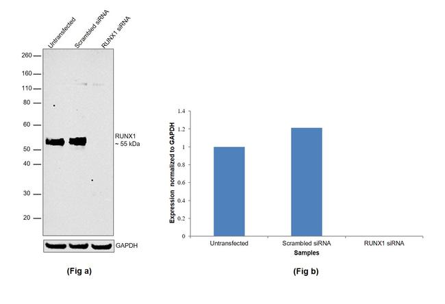 RUNX1 Antibody in Western Blot (WB)