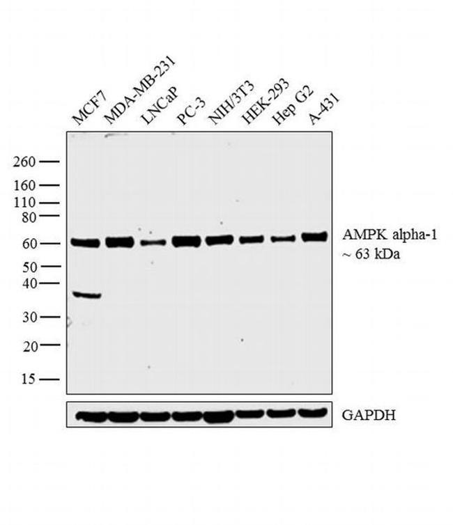 AMPK alpha-1 Antibody in Western Blot (WB)