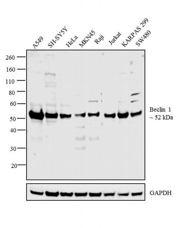 Beclin 1 Antibody in Western Blot (WB)