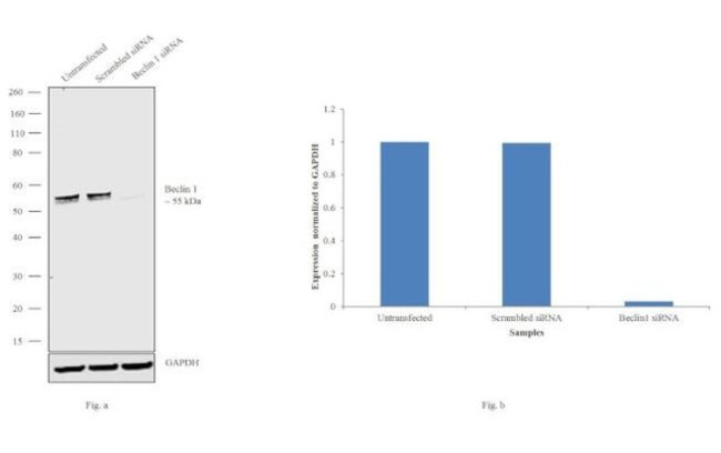 Beclin 1 Antibody