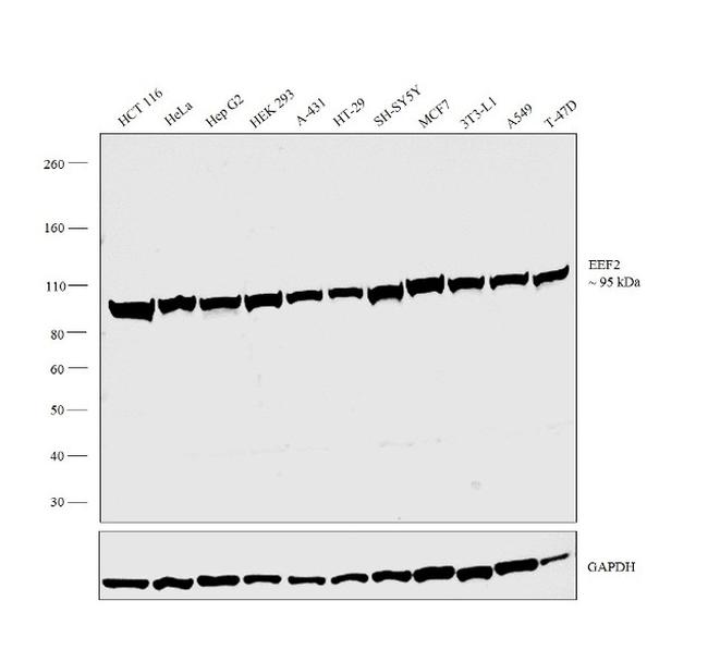 EEF2 Antibody in Western Blot (WB)