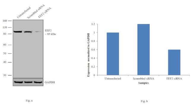 EEF2 Antibody in Western Blot (WB)