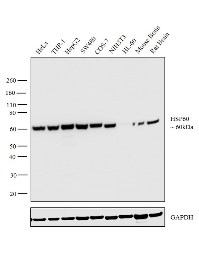 HSP60 Antibody