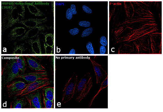 HSP60 Antibody in Immunocytochemistry (ICC/IF)