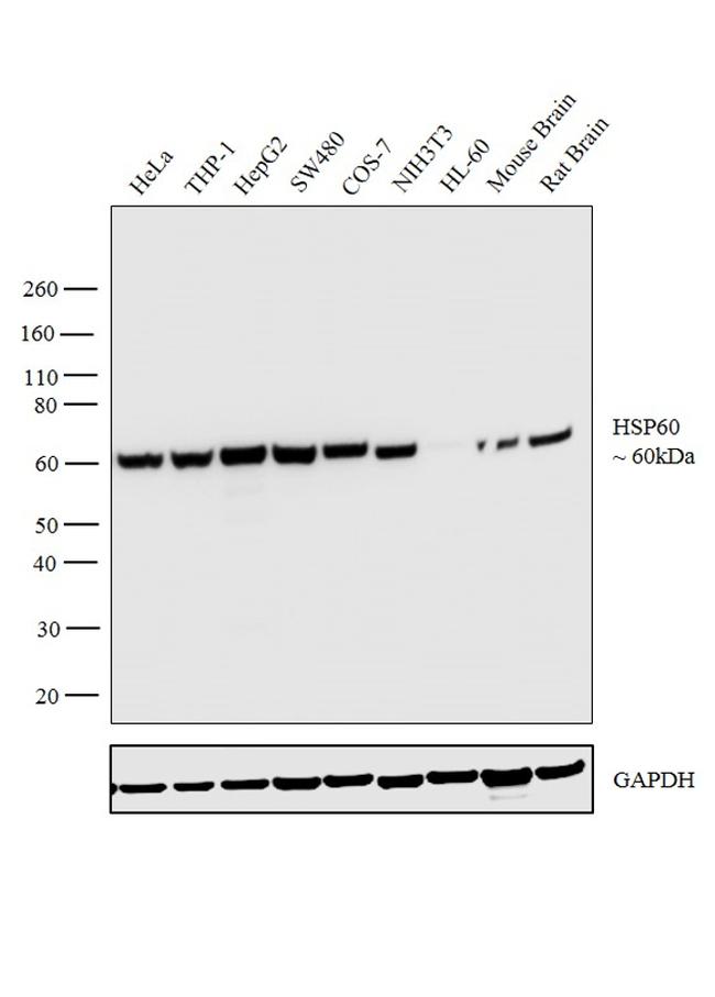 HSP60 Antibody in Western Blot (WB)