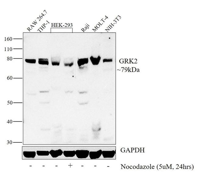 GRK2 Antibody in Western Blot (WB)