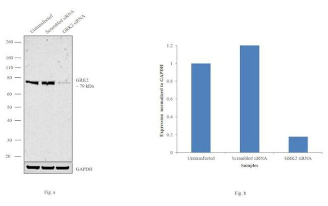 GRK2 Antibody