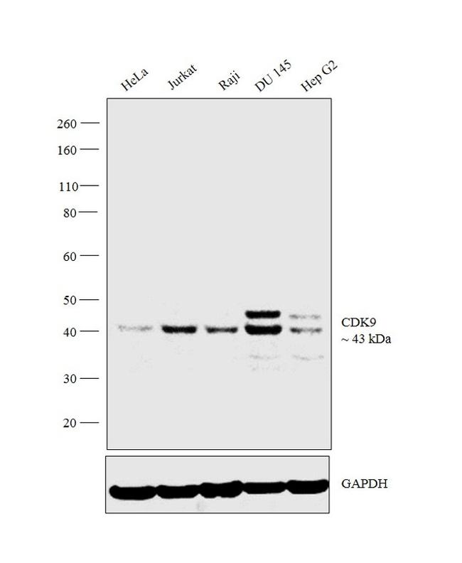 CDK9 Antibody in Western Blot (WB)