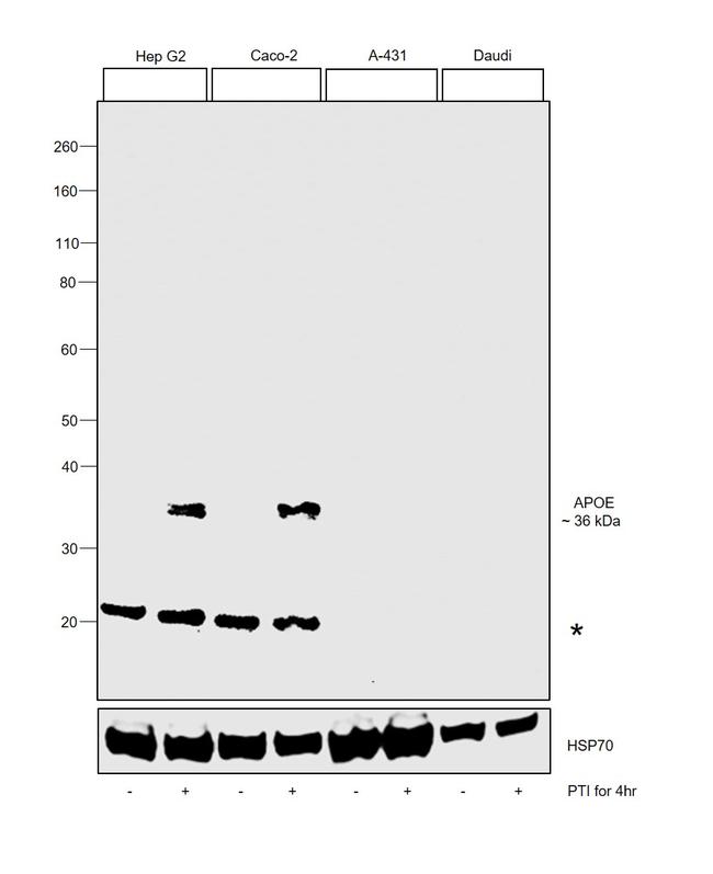 APOE Antibody in Western Blot (WB)