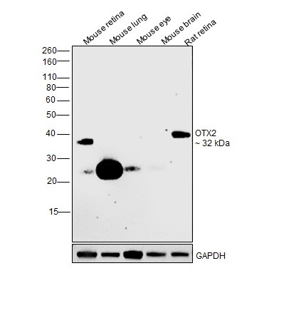 OTX2 Antibody