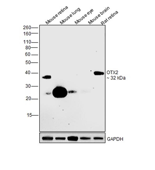 OTX2 Antibody in Western Blot (WB)