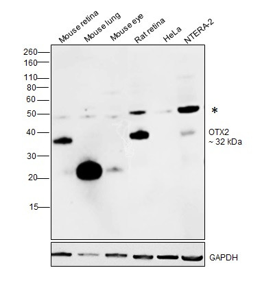 OTX2 Antibody