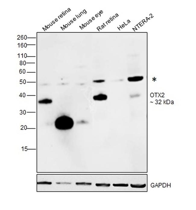 OTX2 Antibody in Western Blot (WB)