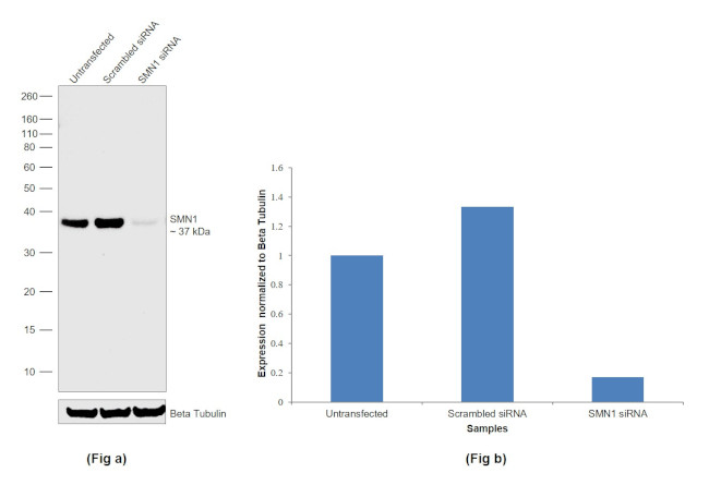 SMN1 Antibody