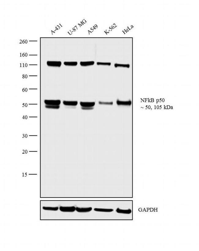 NFkB p50 Antibody in Western Blot (WB)