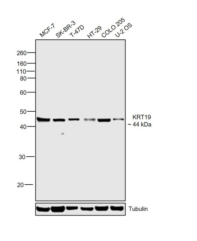 Cytokeratin 19 Antibody in Western Blot (WB)