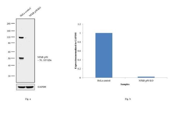 NFkB p50 Antibody in Western Blot (WB)