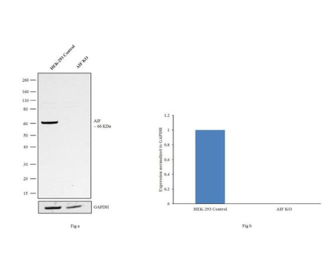 AIF Antibody