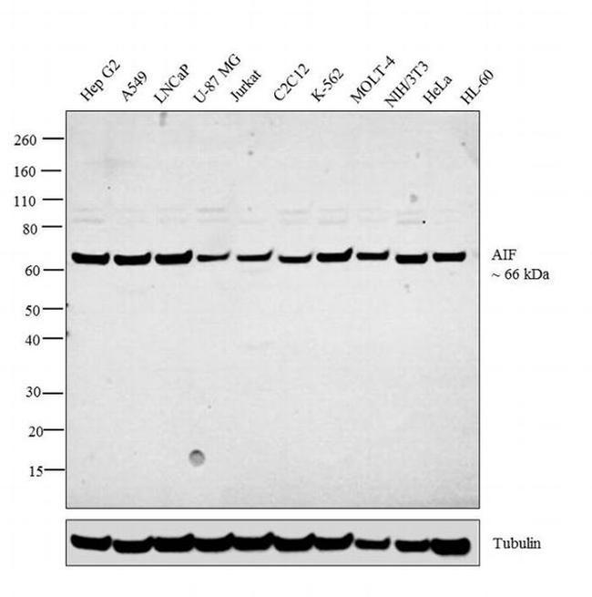 AIF Antibody in Western Blot (WB)