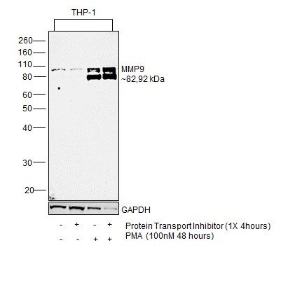 MMP9 Antibody