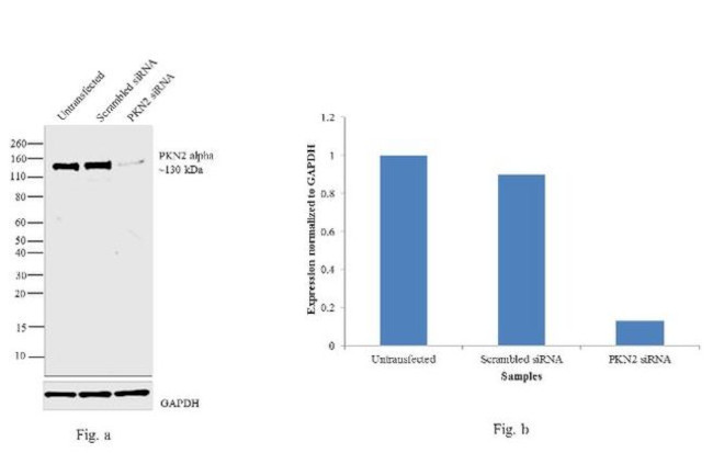 PKN2 Antibody