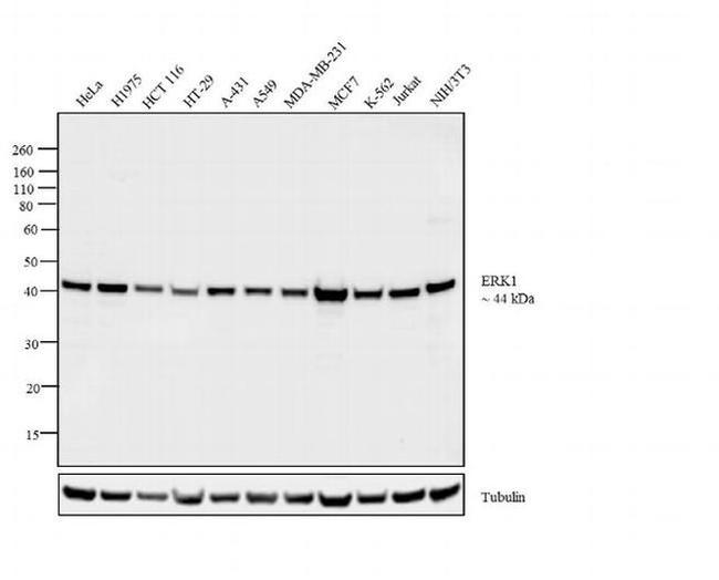 ERK1 Antibody in Western Blot (WB)