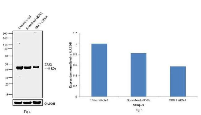 ERK1 Antibody in Western Blot (WB)