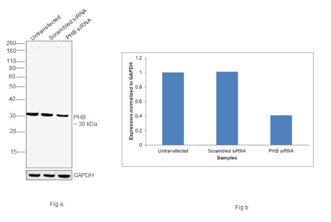 Prohibitin Antibody