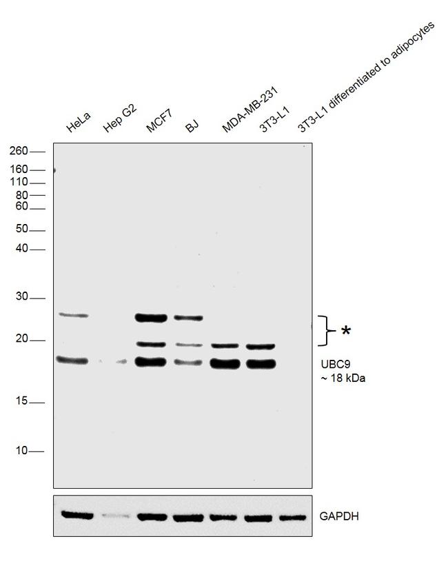 UBC9 Antibody in Western Blot (WB)