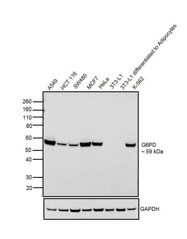 G6PD Antibody in Western Blot (WB)