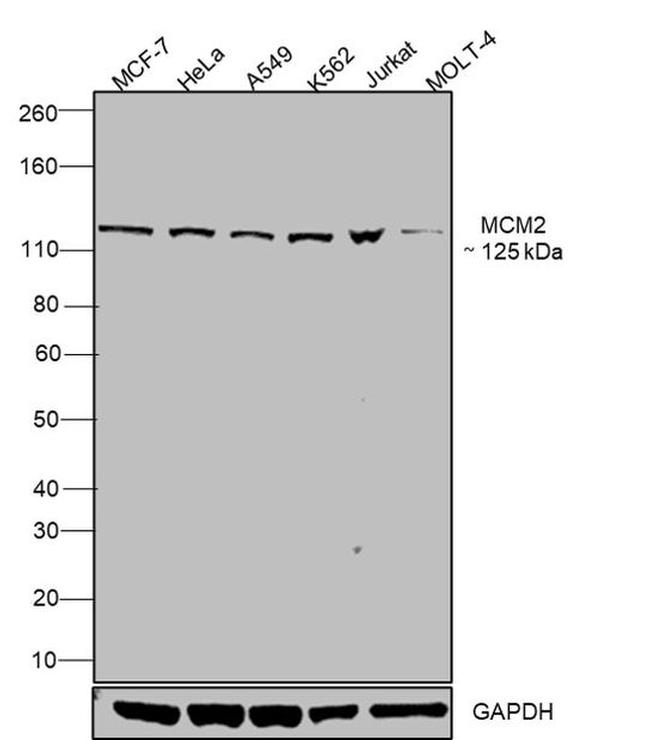 MCM2 Antibody in Western Blot (WB)