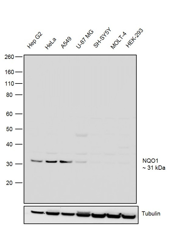 NQO1 Antibody