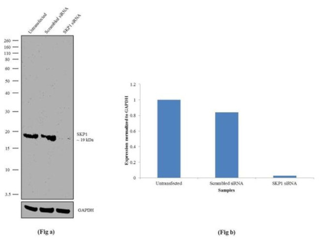 SKP1 Antibody