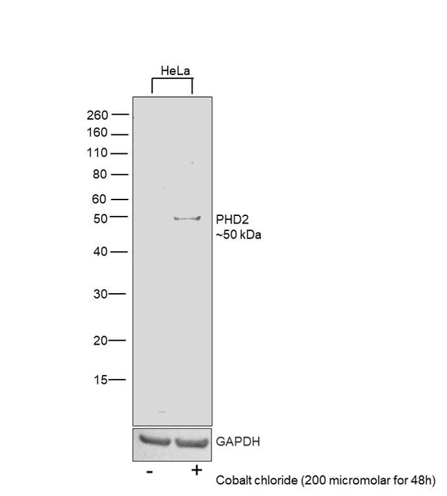 PHD2 Antibody in Western Blot (WB)