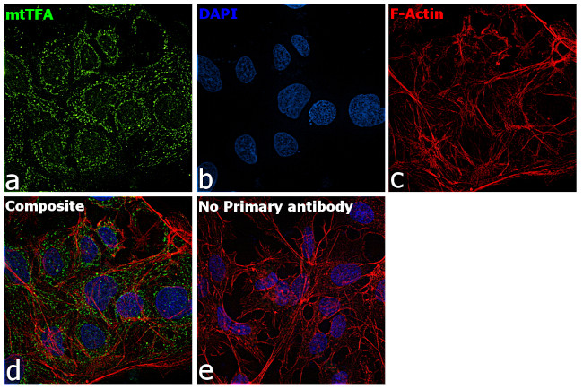 TFAM Antibody in Immunocytochemistry (ICC/IF)