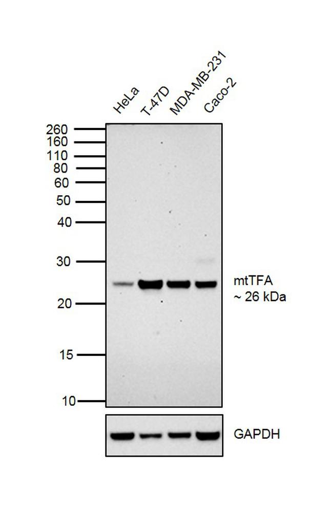 TFAM Antibody in Western Blot (WB)