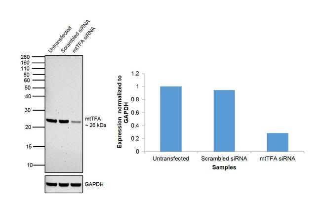 TFAM Antibody in Western Blot (WB)