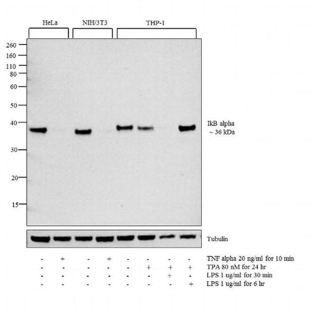 IkB alpha Antibody in Western Blot (WB)