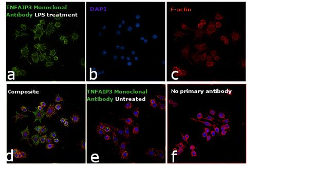 TNFAIP3 Antibody