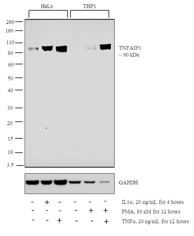 TNFAIP3 Antibody in Western Blot (WB)