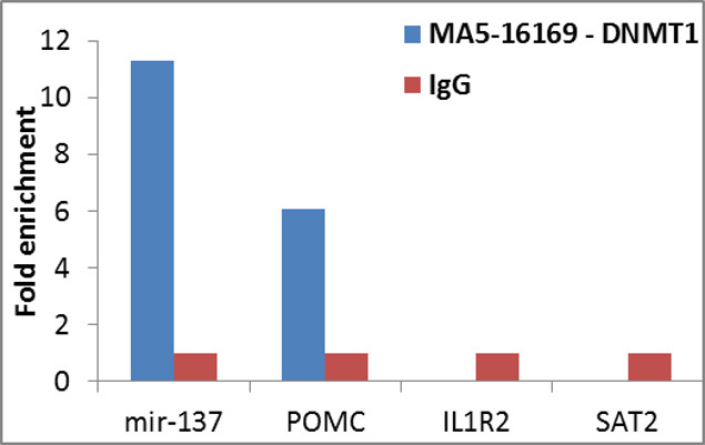 DNMT1 Antibody