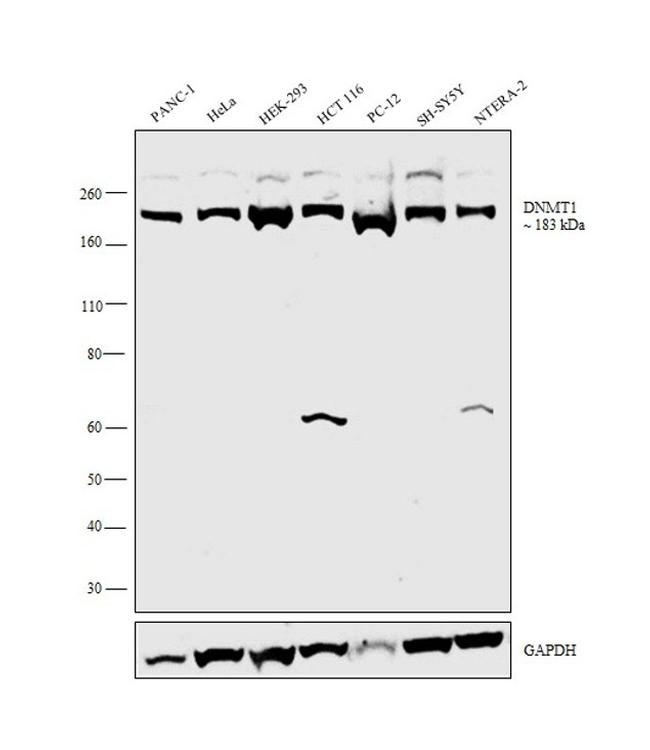 DNMT1 Antibody in Western Blot (WB)