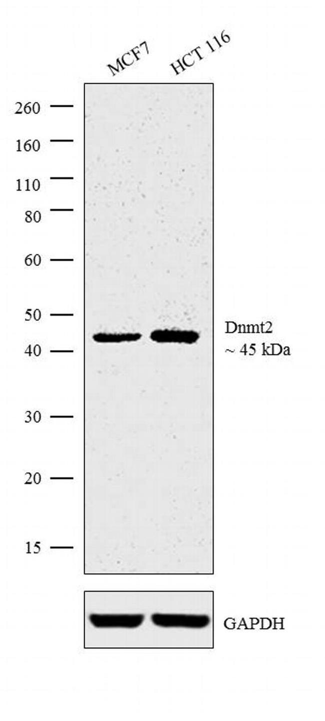 Dnmt2 Antibody in Western Blot (WB)